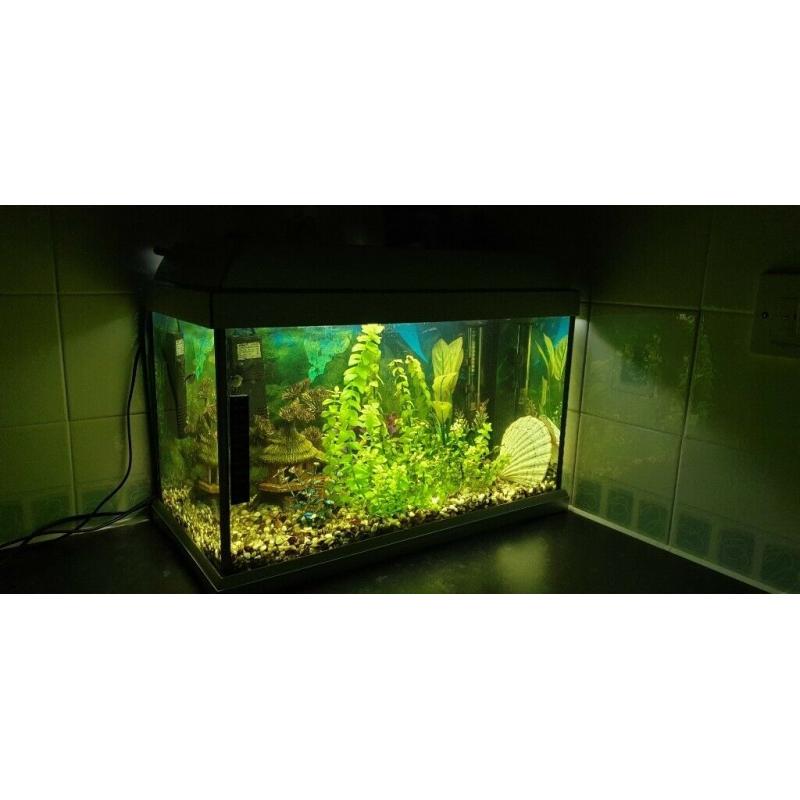 Fish Tank with Fish and Accessories