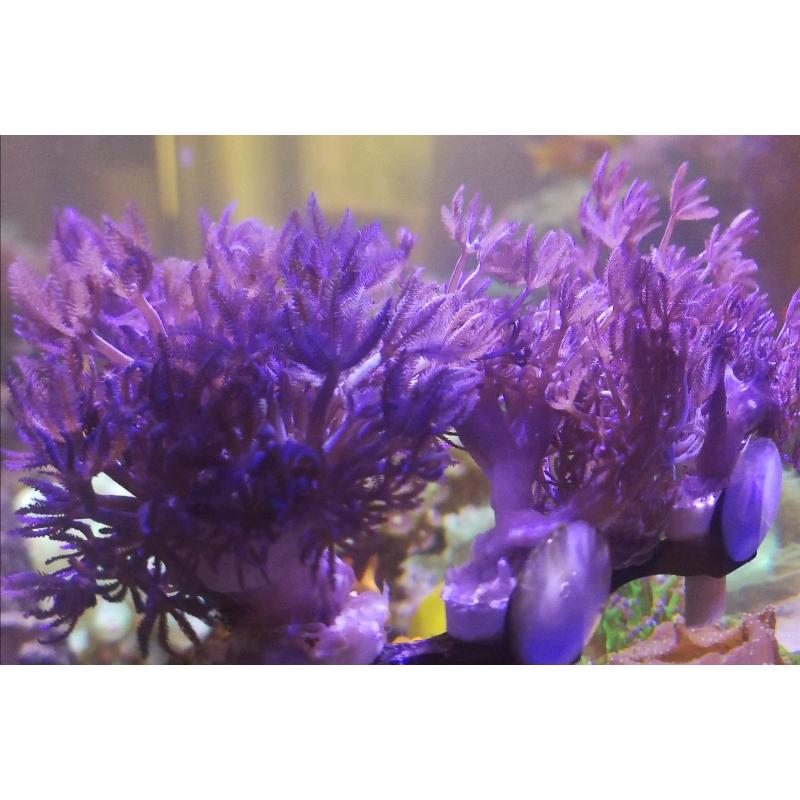 Pulsing xenia Soft Coral Frag Reef Aquarium