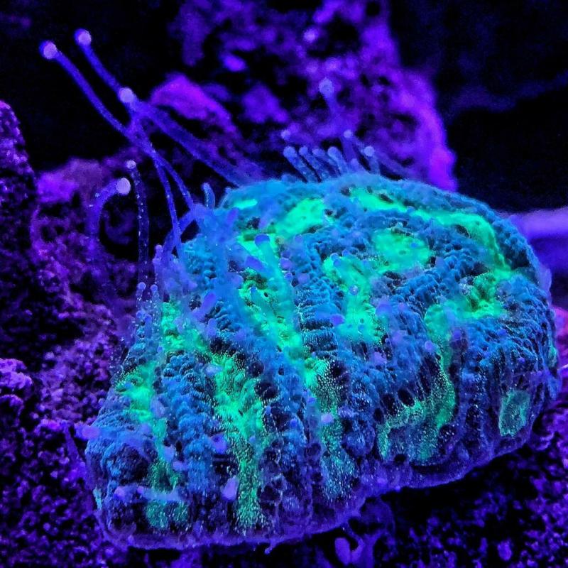 Pineapple Maze coral LPS