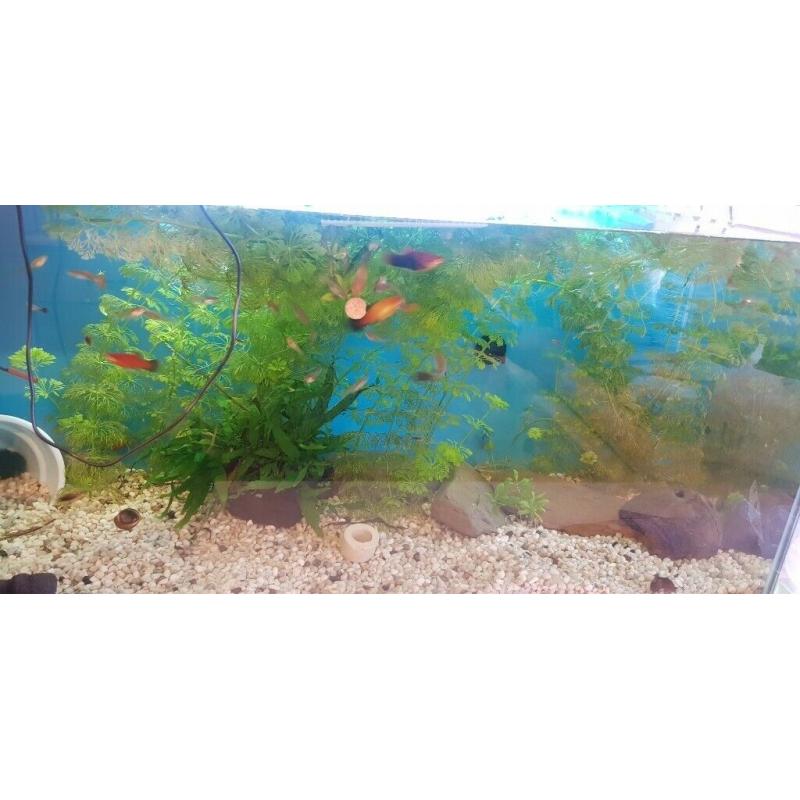 Guppies and platy