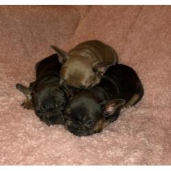 Beautiful french bulldog puppies