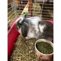 Rabbits for sale