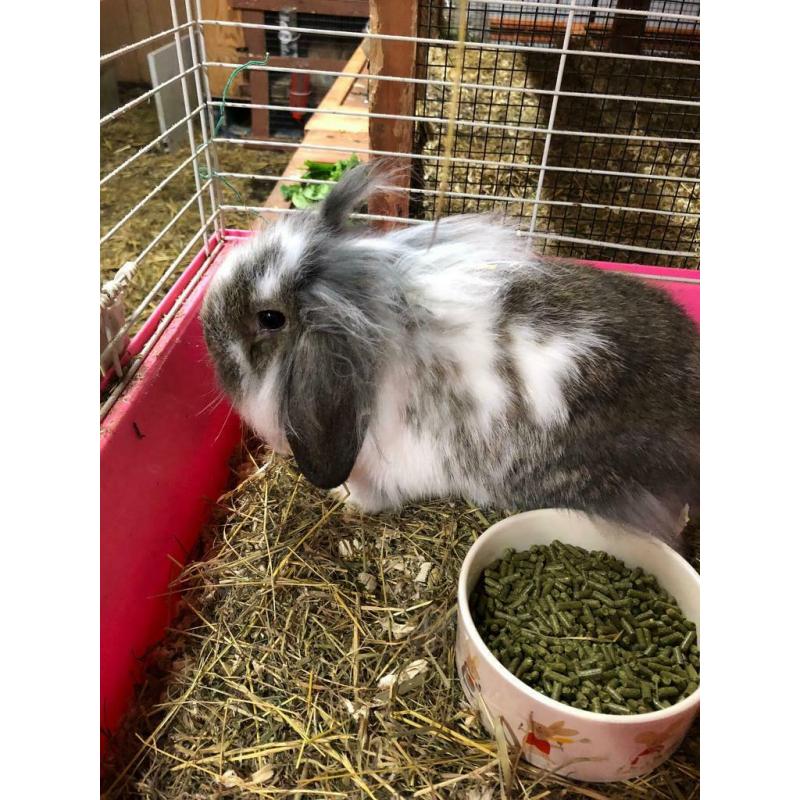 Rabbits for sale