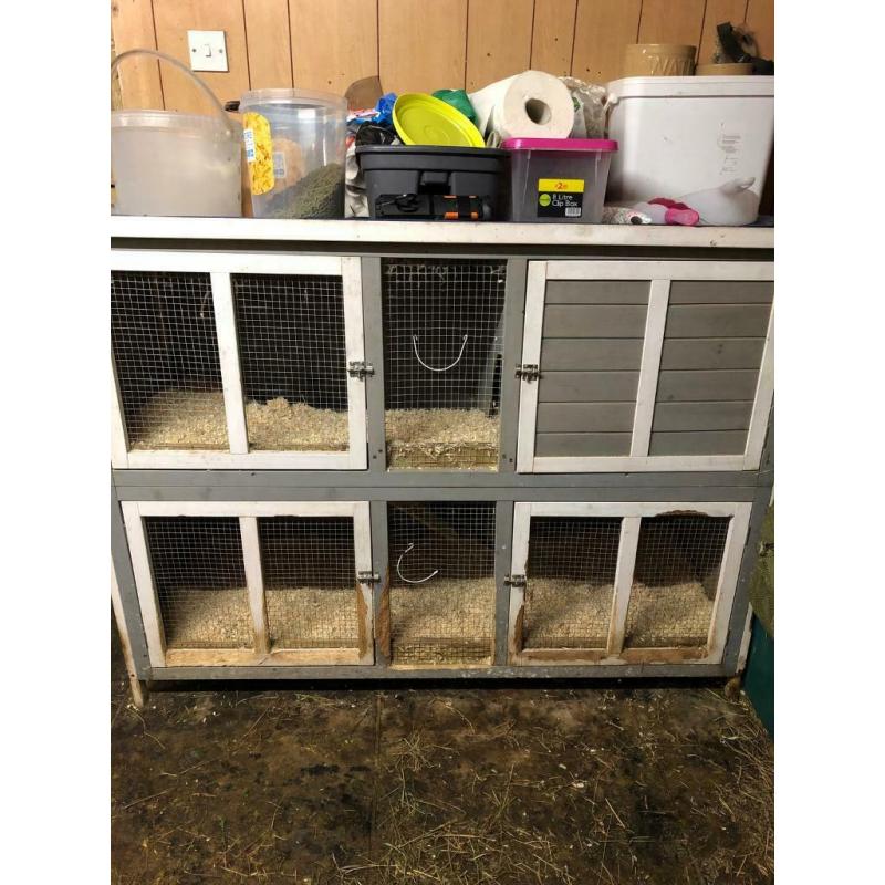 Rabbits for sale