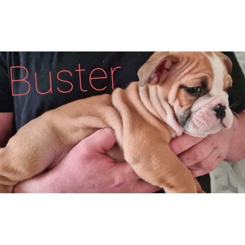 British bulldog puppies