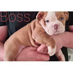 British bulldog puppies