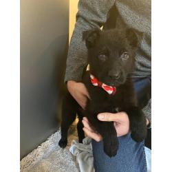 German Shepherd puppy for sale