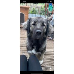 German shepherd x Caucasian shepherd dog