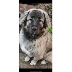 German shepherd x Caucasian shepherd dog