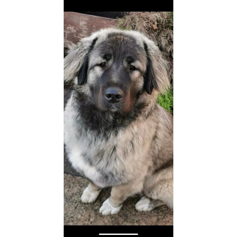 German shepherd x Caucasian shepherd dog