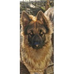 German shepherd x Caucasian shepherd dog