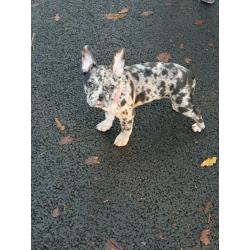 French bulldog X American bulldog