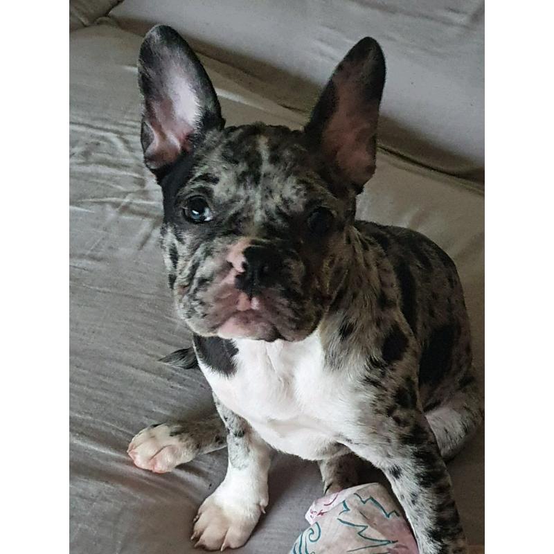 French bulldog X American bulldog