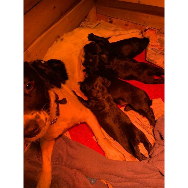 Sprocker Spaniel Puppies