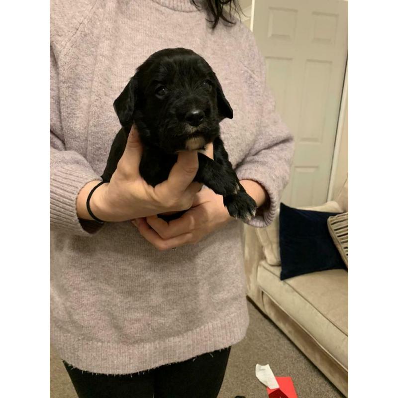 Sprocker Spaniel Puppies