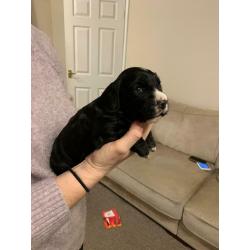 Sprocker Spaniel Puppies