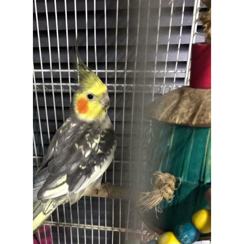 Cockatiel no bird cage