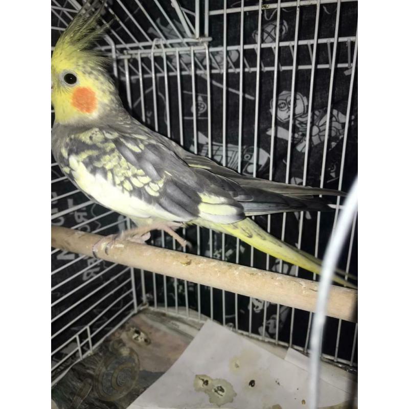 Cockatiel no bird cage