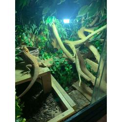 Vivarium (custom made) now sold