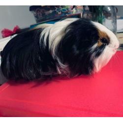 Male guinea pig