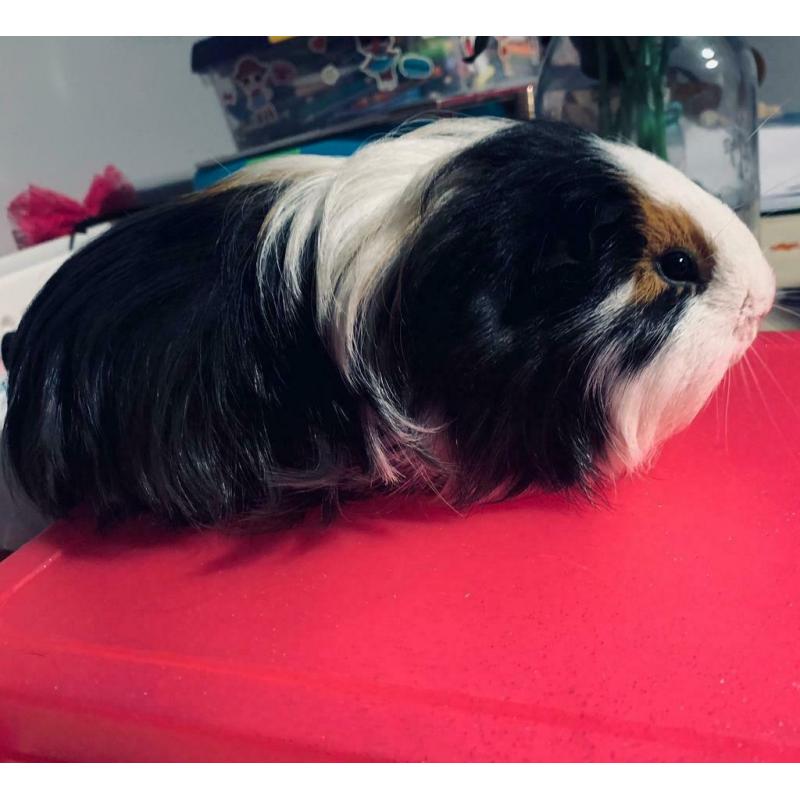 Male guinea pig