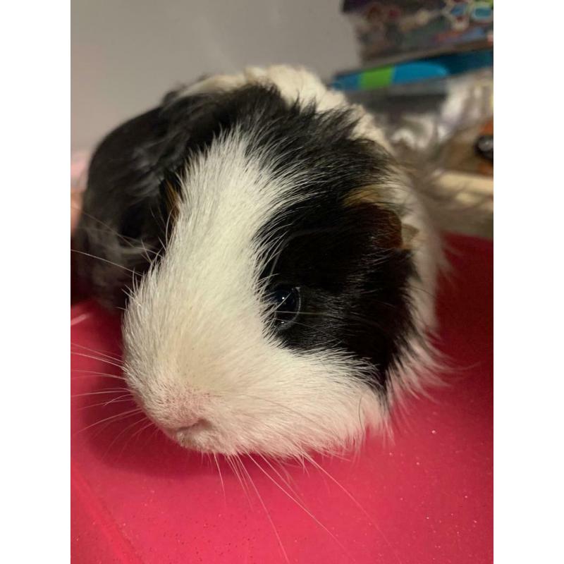 Male guinea pig