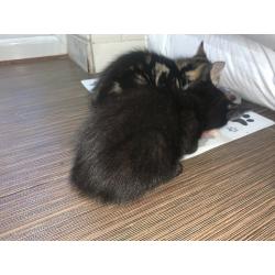 Gorgeous kittens and cat for sale