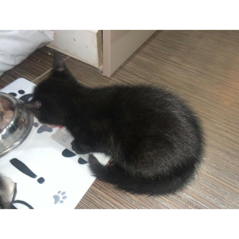 Gorgeous kittens and cat for sale