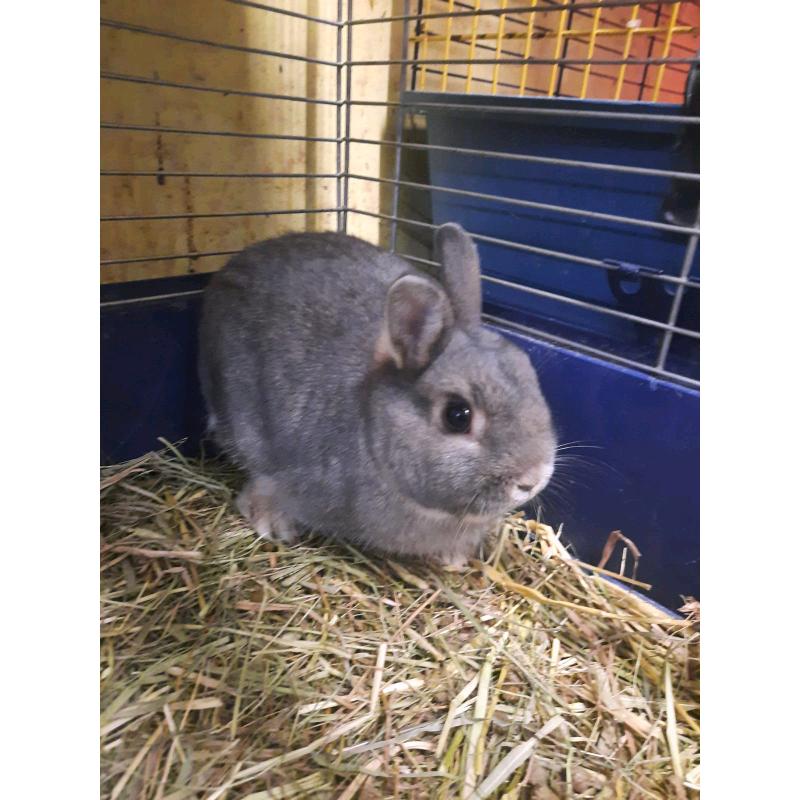 Netherland dwarf rabbit for sale