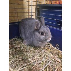 Netherland dwarf rabbit for sale