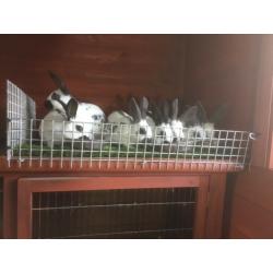 English Spot Rabbits for sale