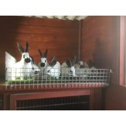 English Spot Rabbits for sale