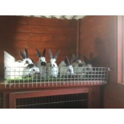 English Spot Rabbits for sale