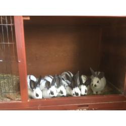 English Spot Rabbits for sale