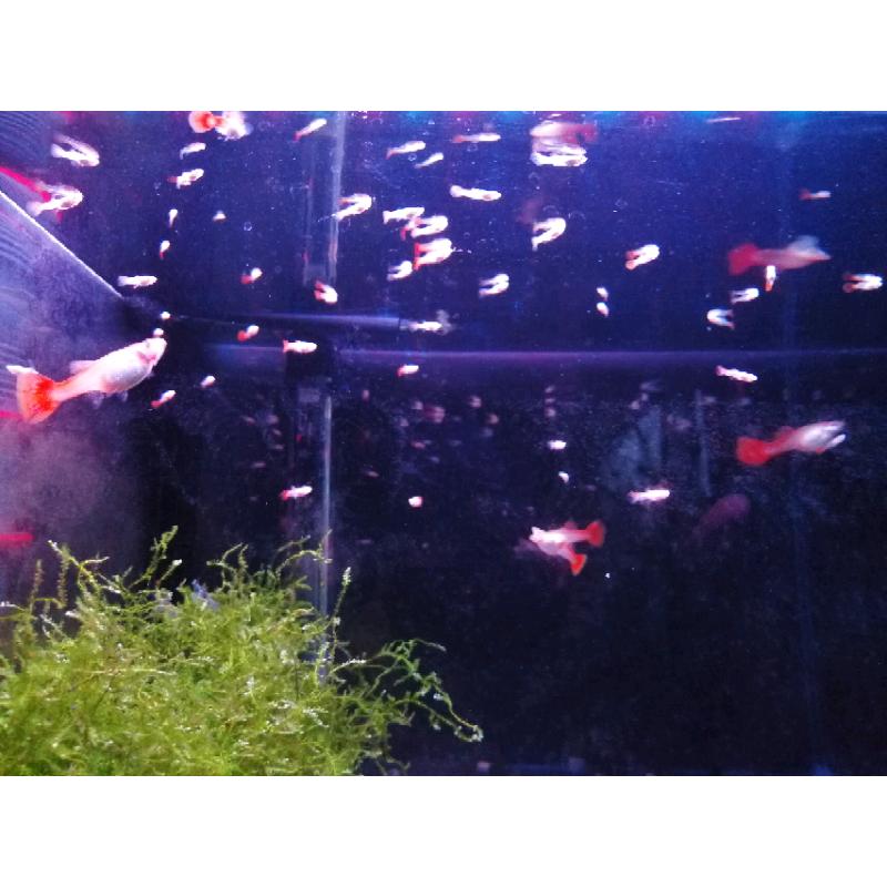 FULL RED ALBINO GUPPY FRY PURE STRAIN & NEOCARIDINA BLOODY MARY SHRIMP