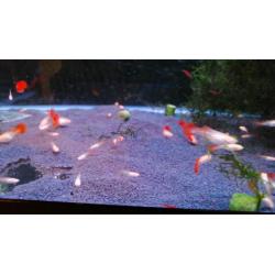 FULL RED ALBINO GUPPY FRY PURE STRAIN & NEOCARIDINA BLOODY MARY SHRIMP