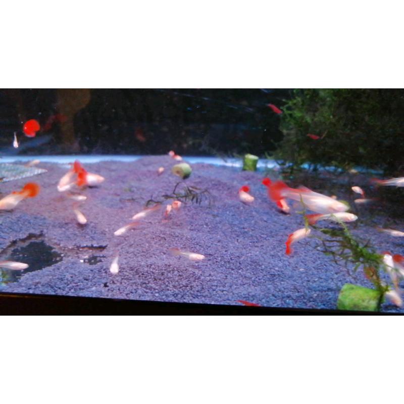 FULL RED ALBINO GUPPY FRY PURE STRAIN & NEOCARIDINA BLOODY MARY SHRIMP