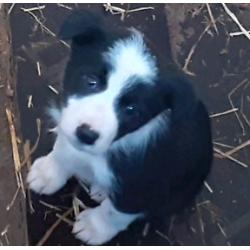 Adorable collie pups