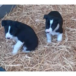 Adorable collie pups