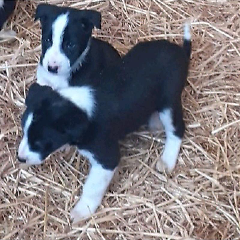 Adorable collie pups