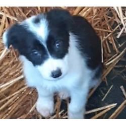 Adorable collie pups