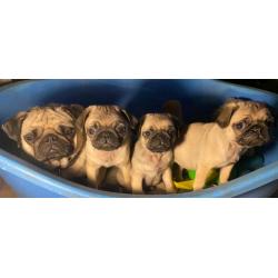 Pedigree Pugs