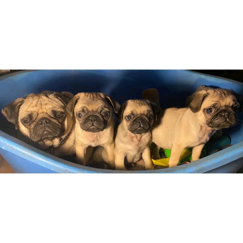 Pedigree Pugs