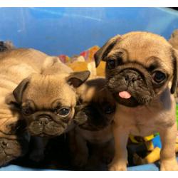 Pedigree Pugs