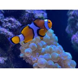 true percula clownfish, lawnmower blenny, green bubble tip marbled mouth, rose bubble coral